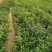 山荆子种子林荆子山定子嫁接苹果优良品种山荆子林木种子