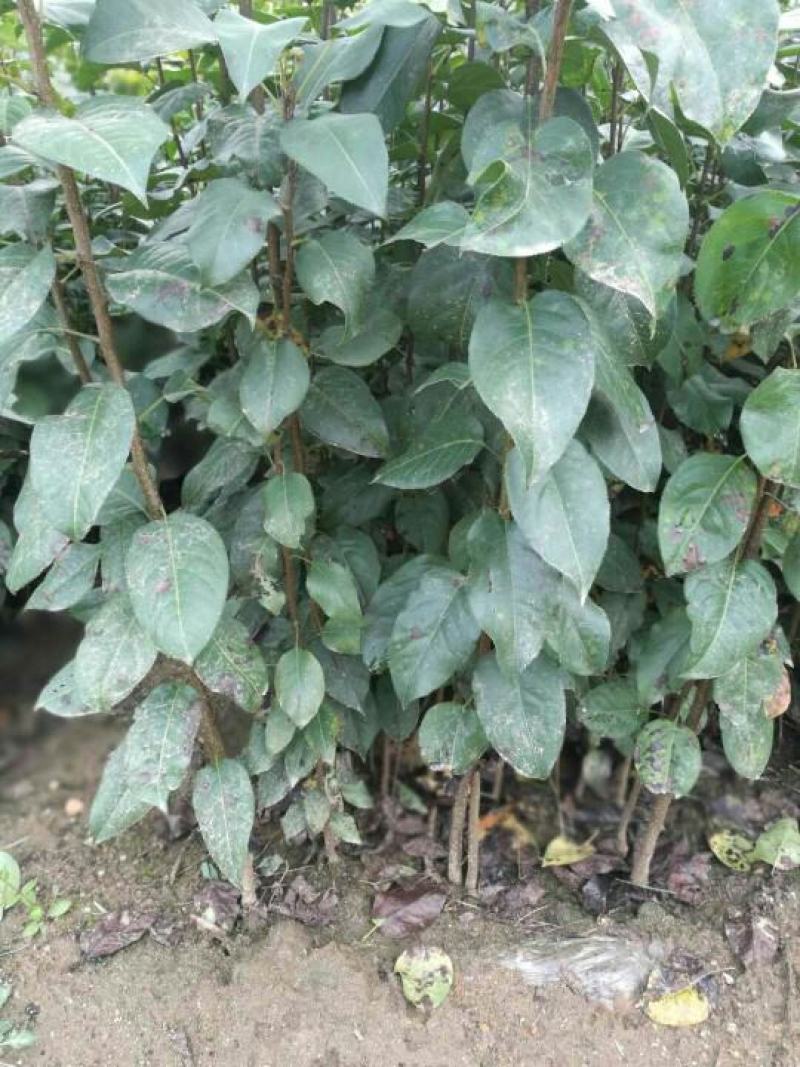 山荆子种子林荆子山定子嫁接苹果优良品种山荆子林木种子