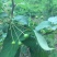 山荆子种子林荆子山定子嫁接苹果优良品种山荆子林木种子