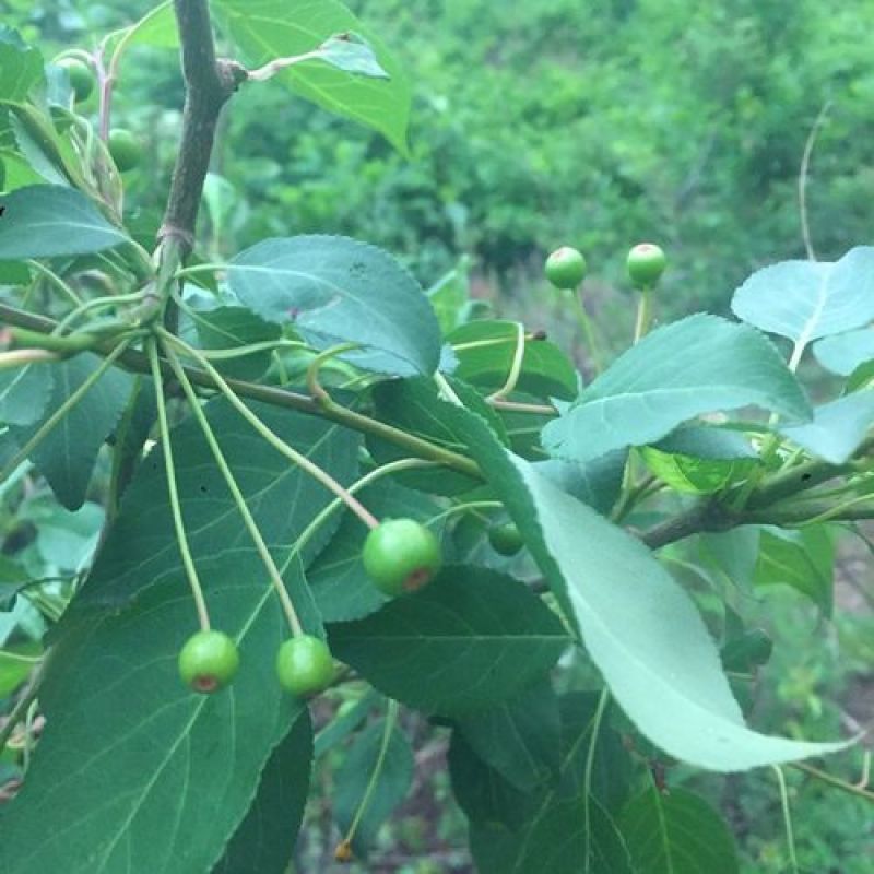 山荆子种子林荆子山定子嫁接苹果优良品种山荆子林木种子