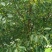 山荆子种子林荆子山定子嫁接苹果优良品种山荆子林木种子