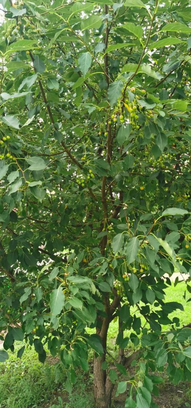 山荆子种子林荆子山定子嫁接苹果优良品种山荆子林木种子