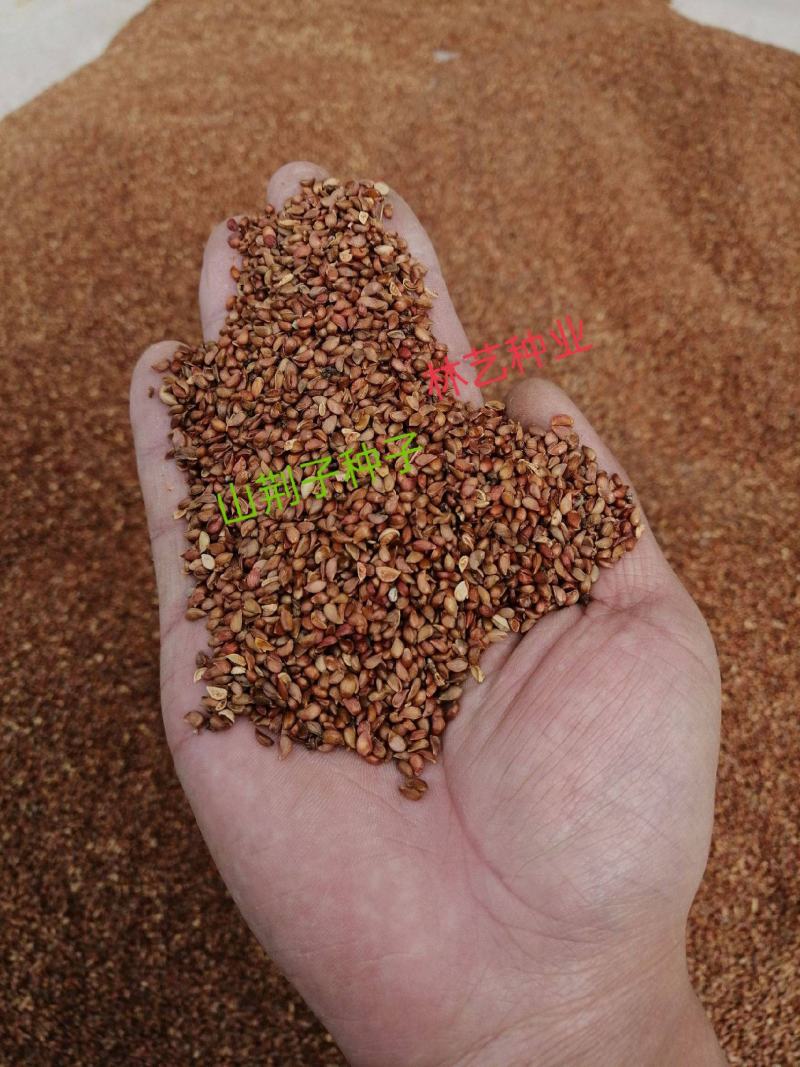 山荆子种子林荆子山定子嫁接苹果优良品种山荆子林木种子