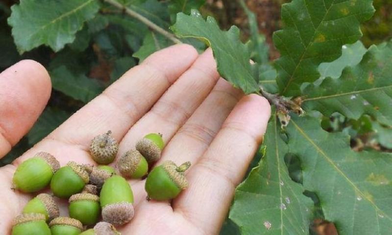 青冈栎种子橡树种子北美红栎柞树栗茧象树小象树大橡树种子