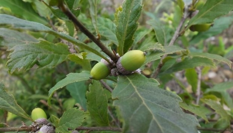 青冈栎种子橡树种子北美红栎柞树栗茧象树小象树大橡树种子