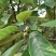 青冈栎种子橡树种子北美红栎柞树栗茧象树小象树大橡树种子