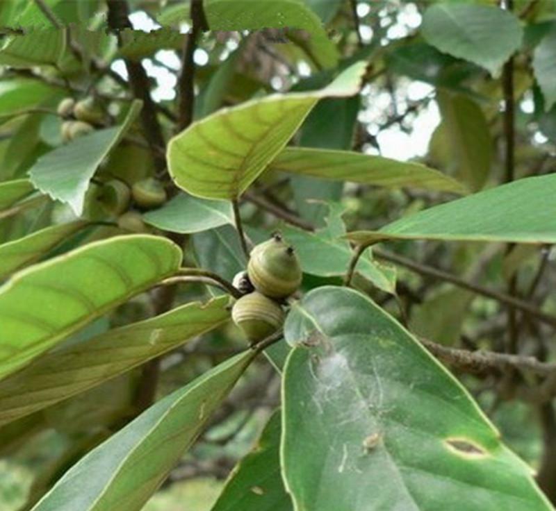 青冈栎种子橡树种子北美红栎柞树栗茧象树小象树大橡树种子
