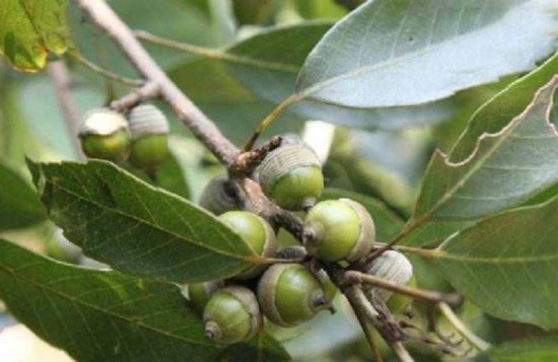 青冈栎种子橡树种子北美红栎柞树栗茧象树小象树大橡树种子