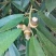 青冈栎种子橡树种子北美红栎柞树栗茧象树小象树大橡树种子