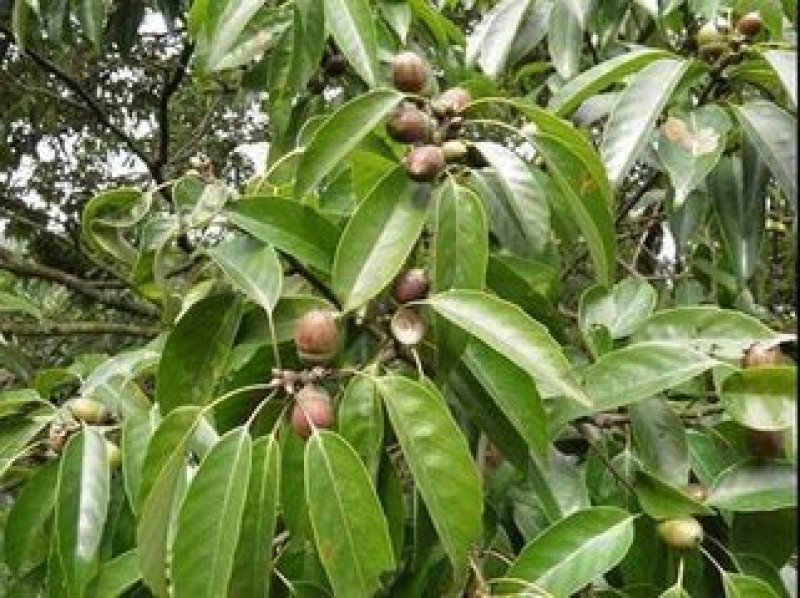 青冈栎种子橡树种子北美红栎柞树栗茧象树小象树大橡树种子