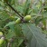 青冈栎种子橡树种子北美红栎柞树栗茧象树小象树大橡树种子