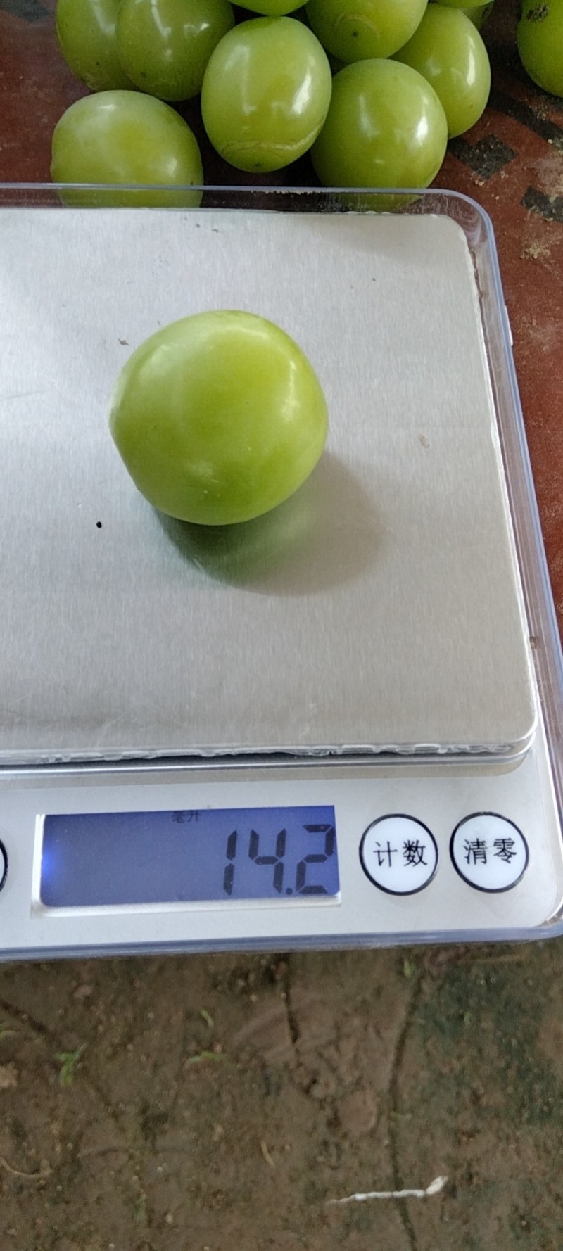 阳光玫瑰供货中，大棚种植，产地直销。单粒十二克，穗重二斤