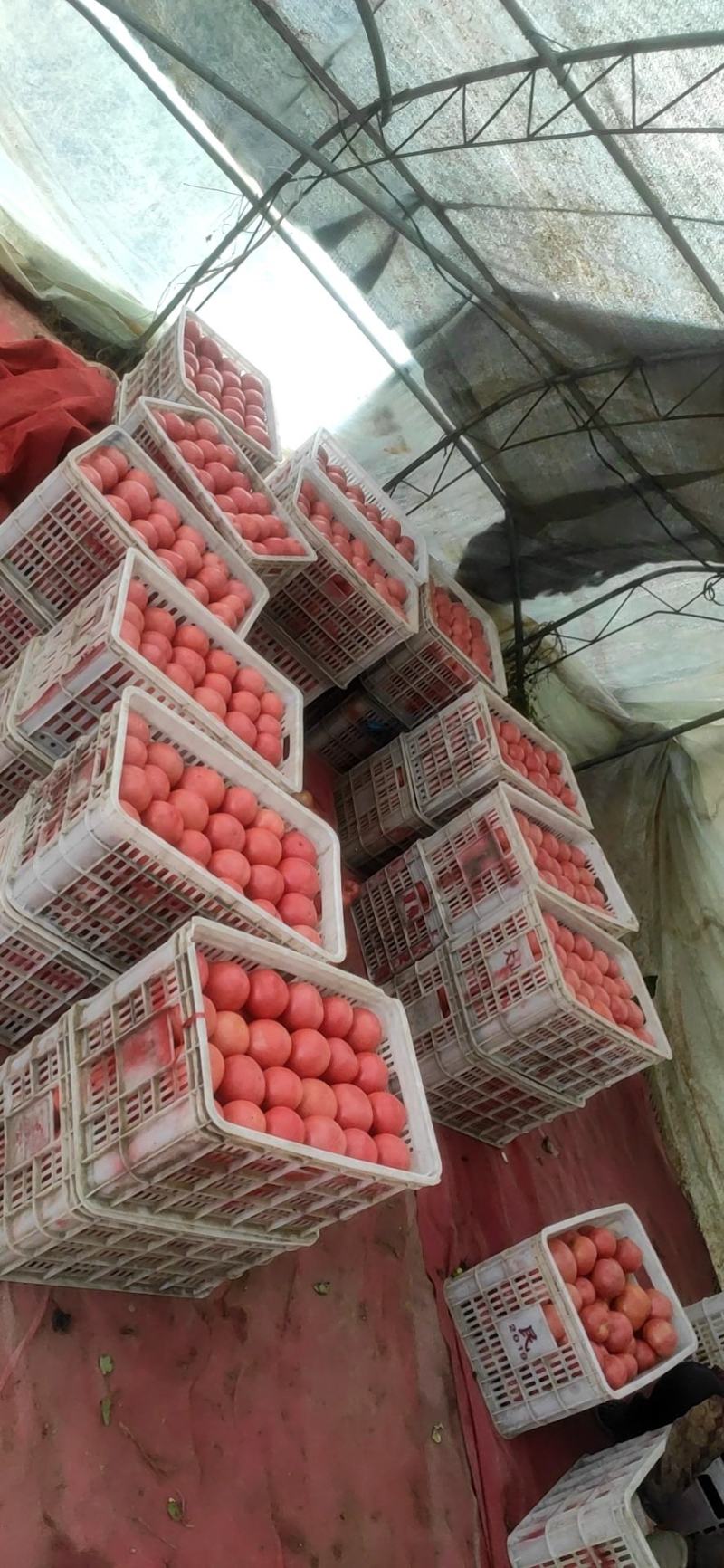 精品西红柿上市了