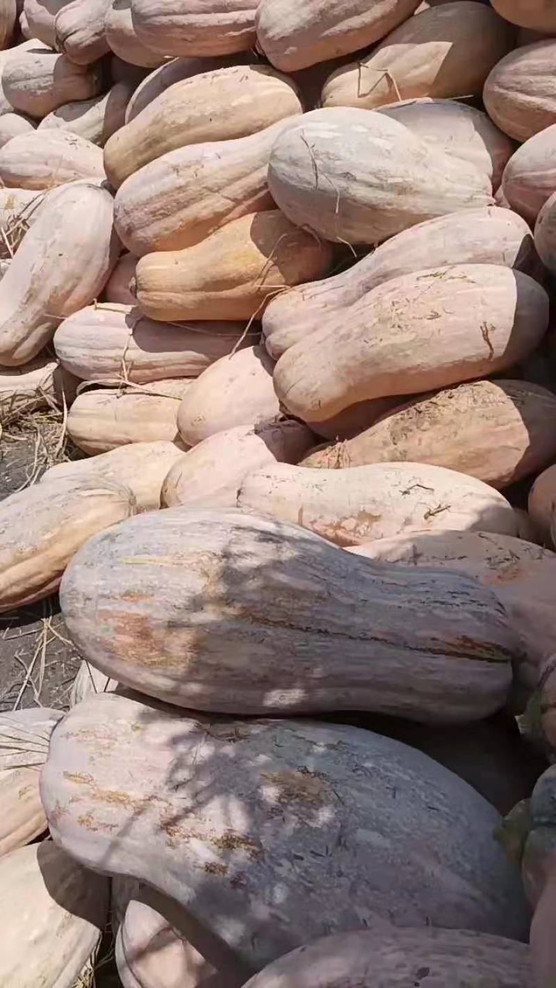 【精选】湖北蜜本南瓜产地直发直销一手货源欢迎联系洽谈