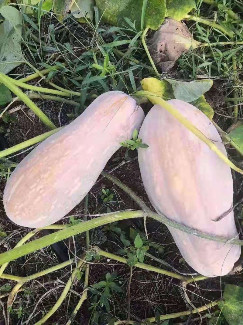 【精选】湖北蜜本南瓜产地直发直销一手货源欢迎联系洽谈