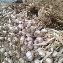 安丘市红皮白皮大蒜大量供应中代收。。