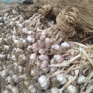 安丘市红皮白皮大蒜大量供应中代收代发。。