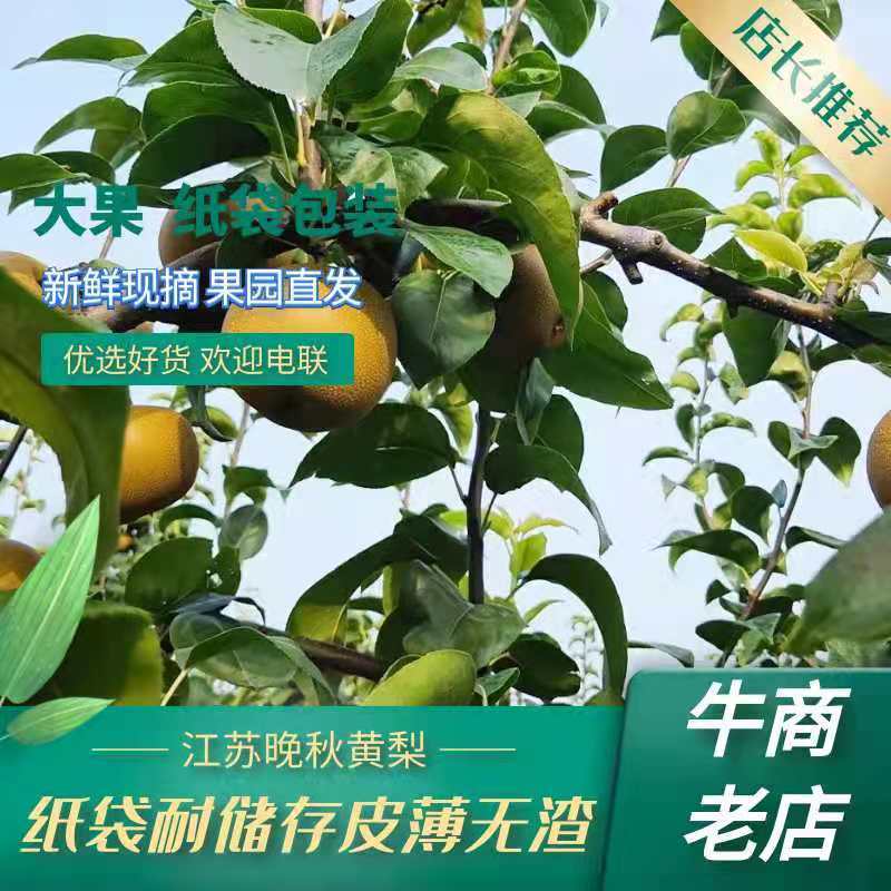 晚秋黄梨大量上市。一手货源。全国代发。加工果。精品果欢迎