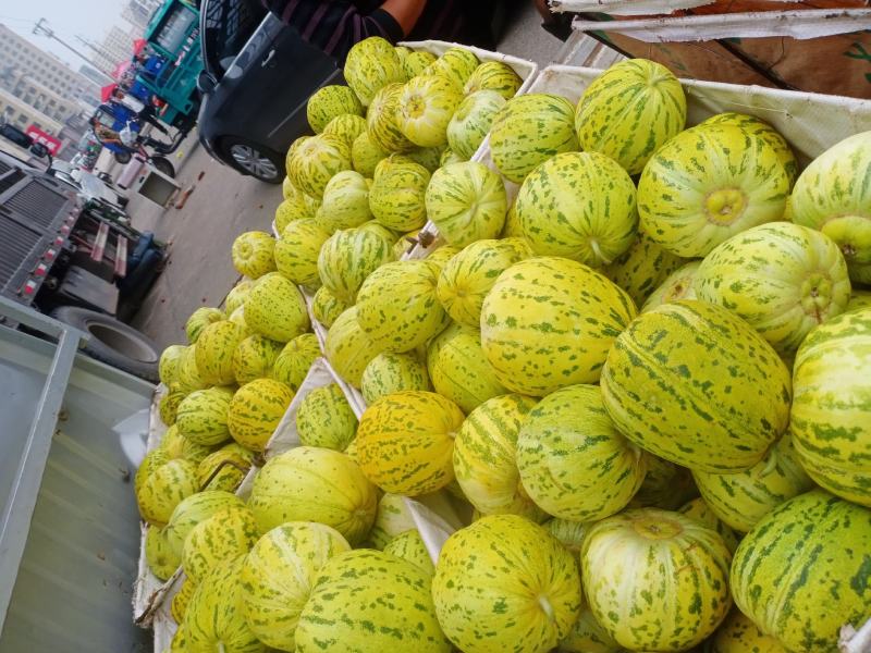 新开园的春意和沙地甜瓜嘎嘎甜