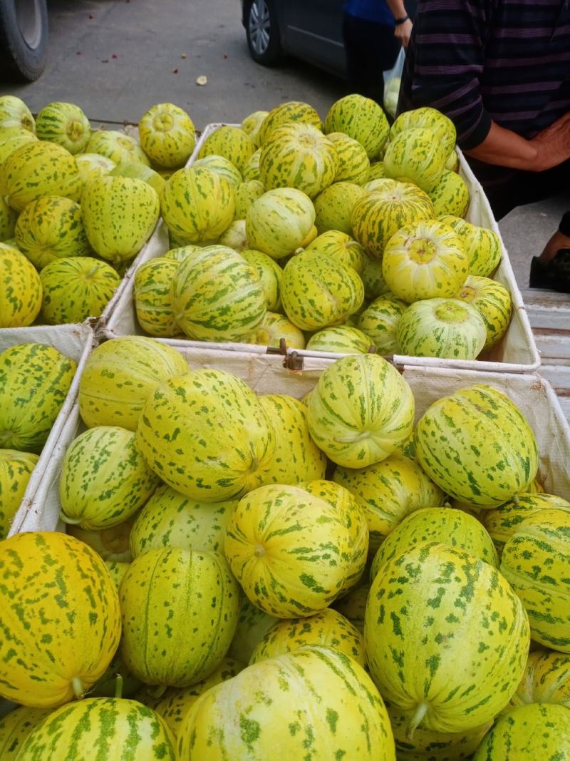 新开园的春意和沙地甜瓜嘎嘎甜