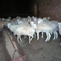 羊白条内蒙现杀本地羔羊肉质质量保证