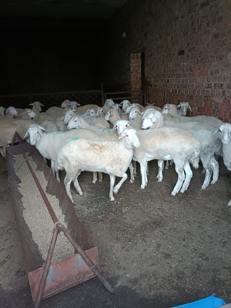 羊白条内蒙现杀本地羔羊肉质质量保证