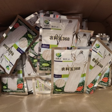 糯玉米种子