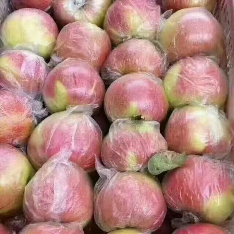 早熟美八，红露苹果，晨阳，产地批发/货源充足/质量保证