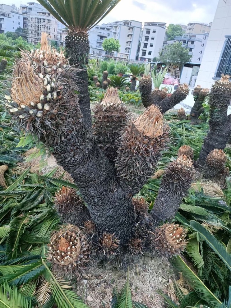 苏铁福建苏铁铁树工程苗木批发行情