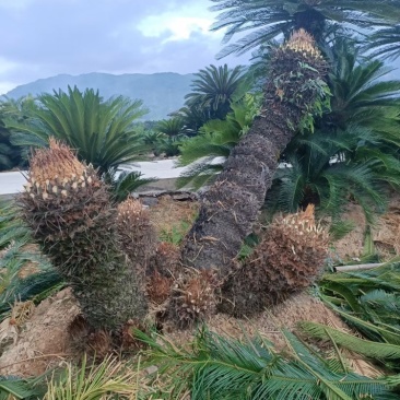 苏铁福建苏铁铁树工程苗木批发行情