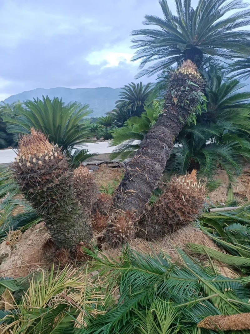 苏铁福建苏铁铁树工程苗木批发行情