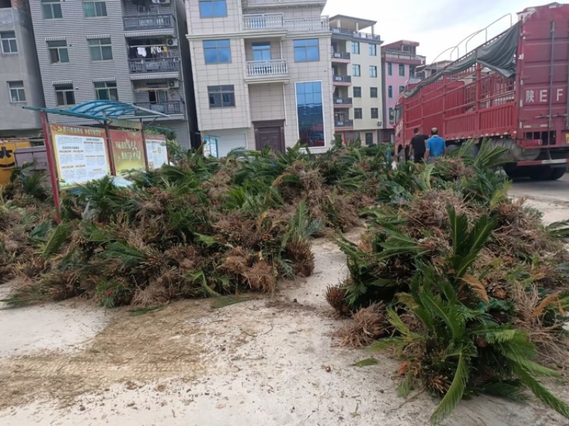 苏铁福建苏铁铁树工程苗木批发行情