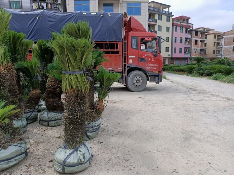 苏铁福建苏铁铁树工程苗木批发行情