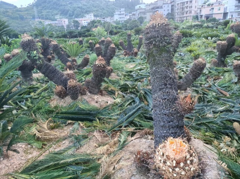 苏铁福建苏铁铁树工程苗木批发行情