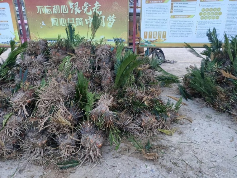 苏铁福建苏铁铁树工程苗木批发行情