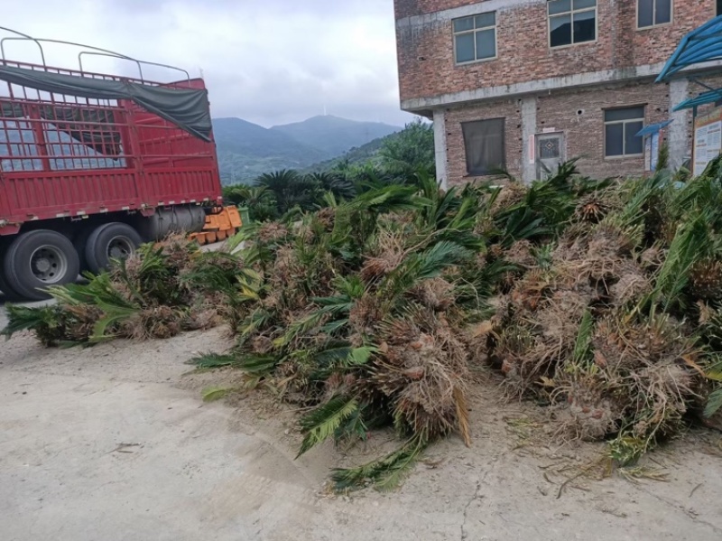 苏铁福建苏铁铁树工程苗木批发行情