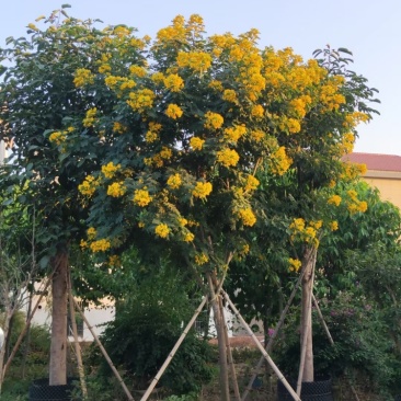 黄花槐黄花槐工程苗木黄花槐容器苗农户直销