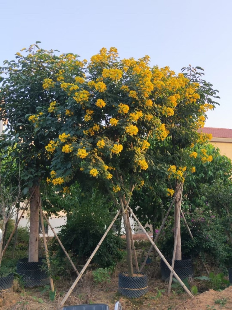 黄花槐黄花槐工程苗木黄花槐容器苗农户直销