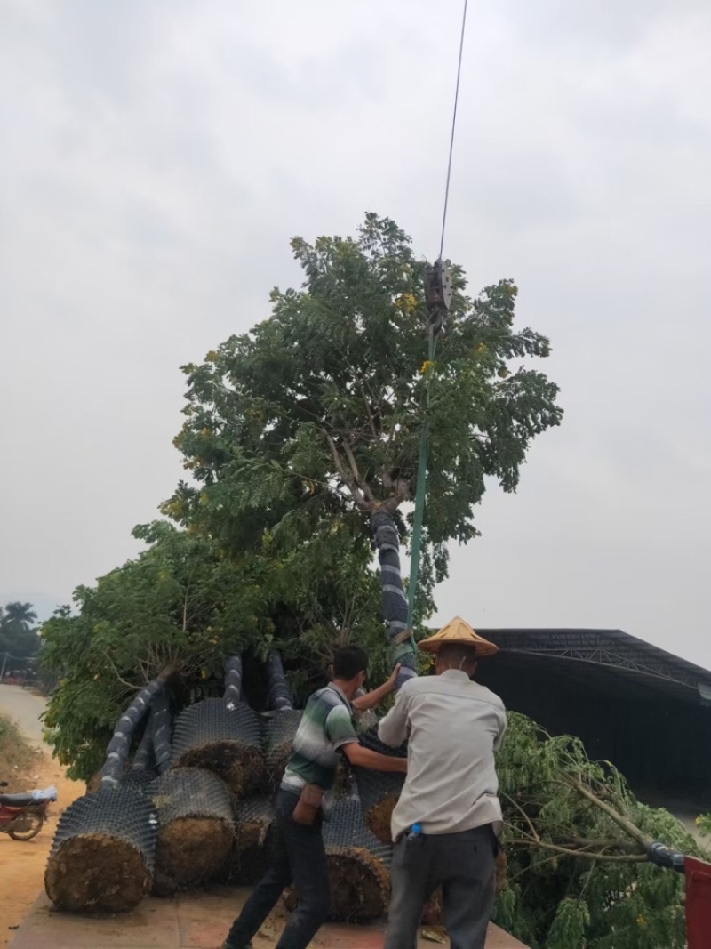 黄花槐黄花槐工程苗木黄花槐容器苗农户直销