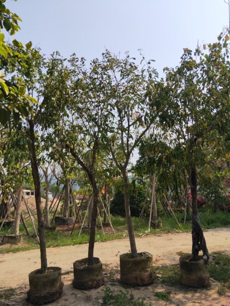 黄花槐黄花槐工程苗木黄花槐容器苗农户直销