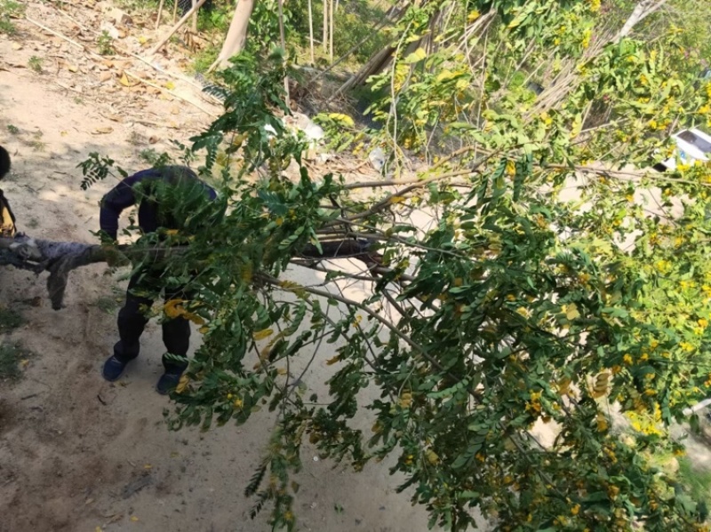 黄花槐黄花槐工程苗木黄花槐容器苗农户直销