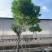 黄花槐黄花槐工程苗木黄花槐容器苗农户直销