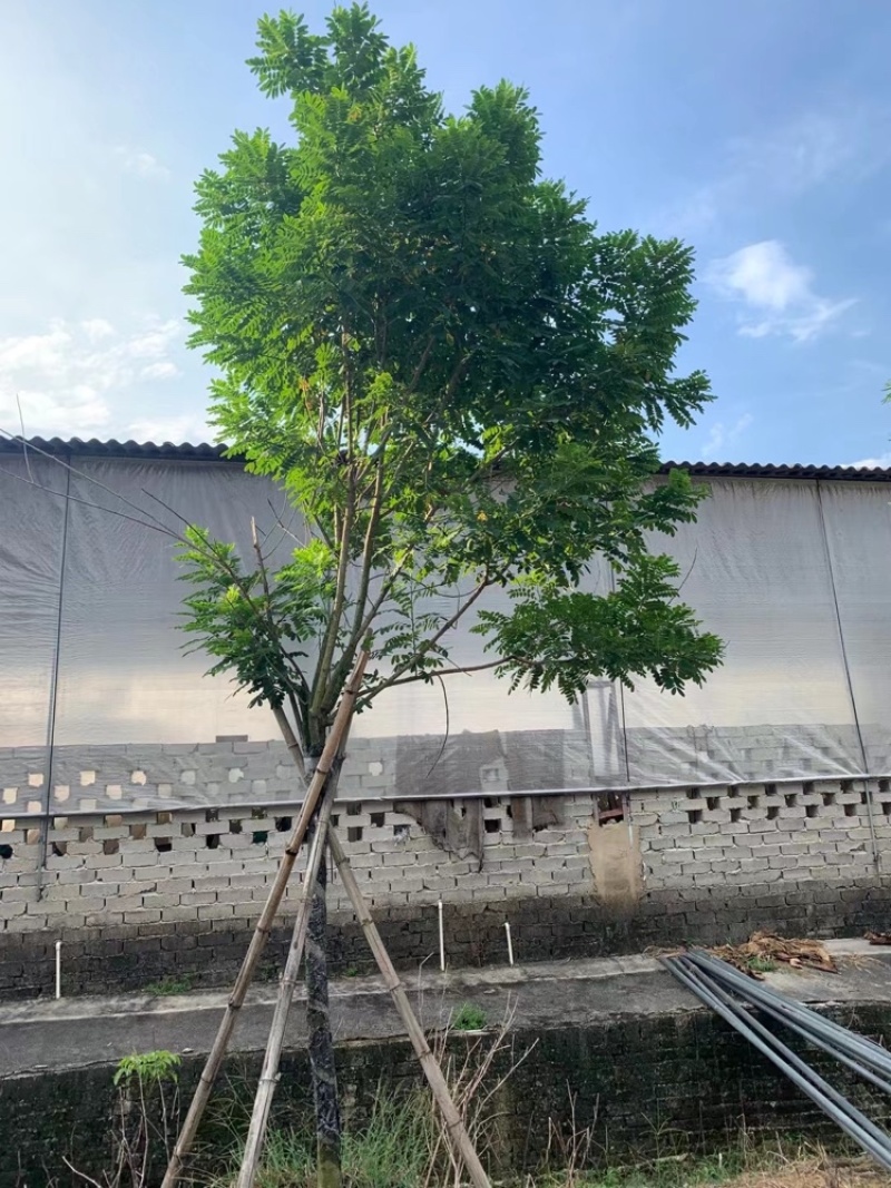 黄花槐黄花槐工程苗木黄花槐容器苗农户直销