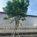 黄花槐黄花槐工程苗木黄花槐容器苗农户直销