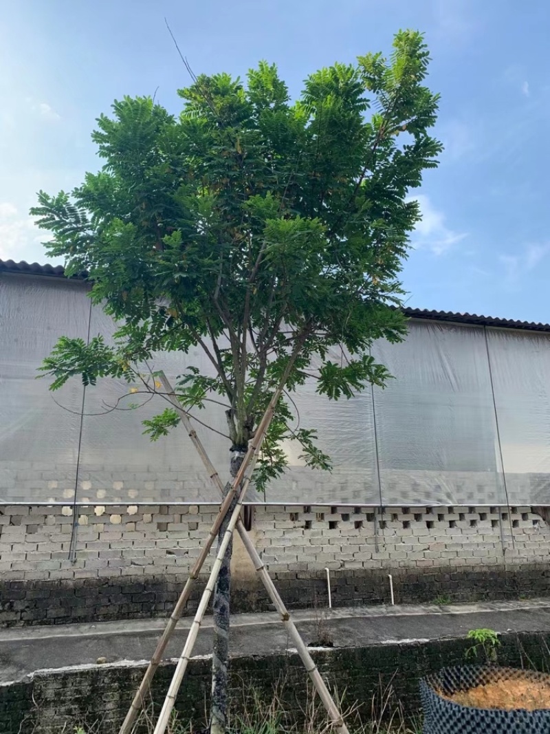 黄花槐黄花槐工程苗木黄花槐容器苗农户直销
