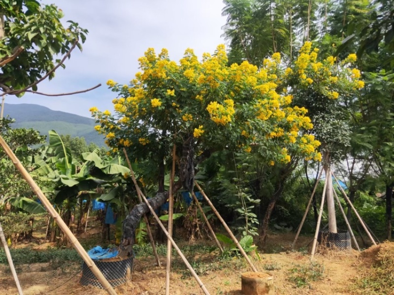 黄花槐黄花槐工程苗木黄花槐容器苗农户直销
