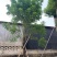黄花槐黄花槐工程苗木黄花槐容器苗农户直销