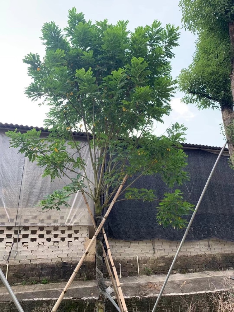 黄花槐黄花槐工程苗木黄花槐容器苗农户直销