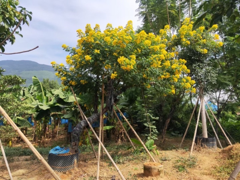 黄花槐黄花槐工程苗木黄花槐容器苗农户直销