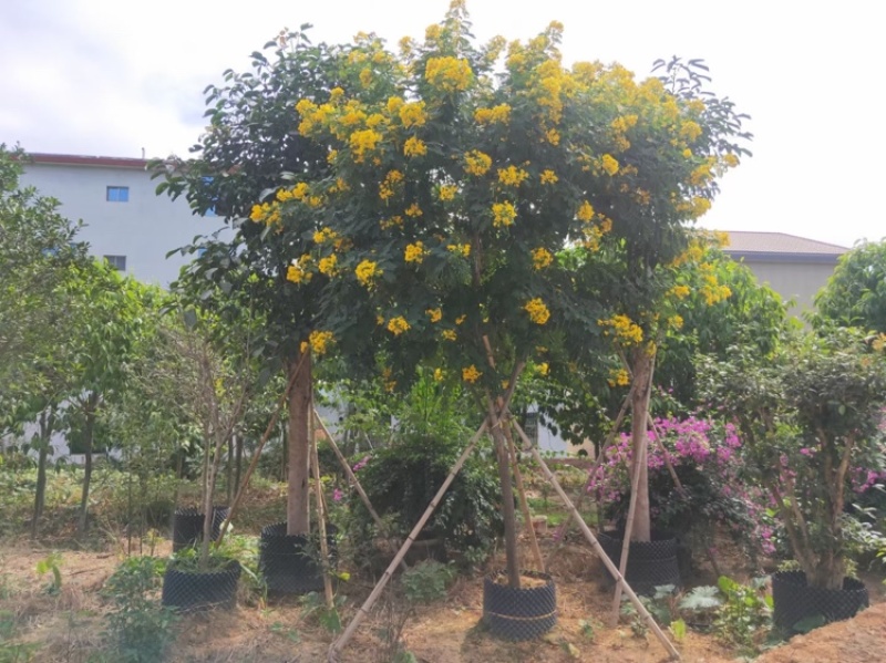 黄花槐黄花槐工程苗木黄花槐容器苗农户直销